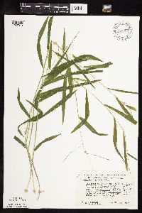 Leersia virginica image