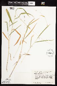 Leersia virginica image