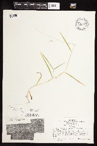 Leersia virginica image