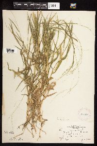 Leersia virginica image
