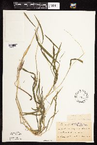 Leersia virginica image