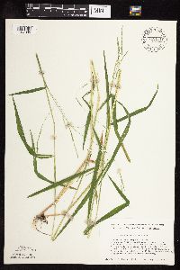 Leersia virginica image