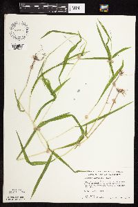 Leersia virginica image