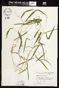 Leersia virginica image