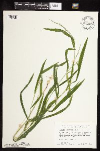 Leersia virginica image