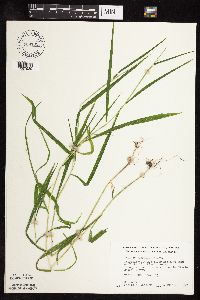 Leersia virginica image