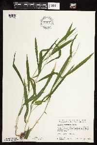 Leersia virginica image