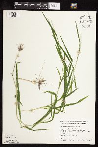 Leersia virginica image