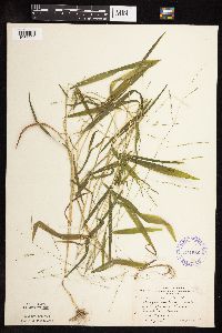 Leersia virginica image