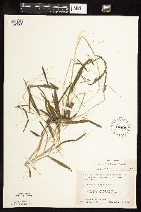 Leersia virginica image