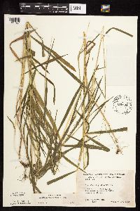 Leersia virginica image