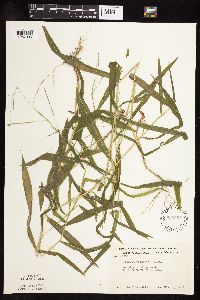 Leersia virginica image