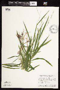 Leersia virginica image