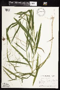 Leersia virginica image