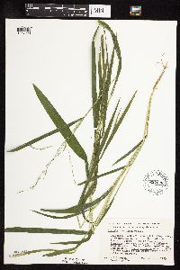 Leersia virginica image