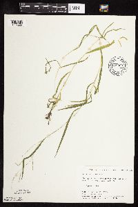 Leersia virginica image