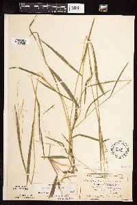 Leersia virginica image