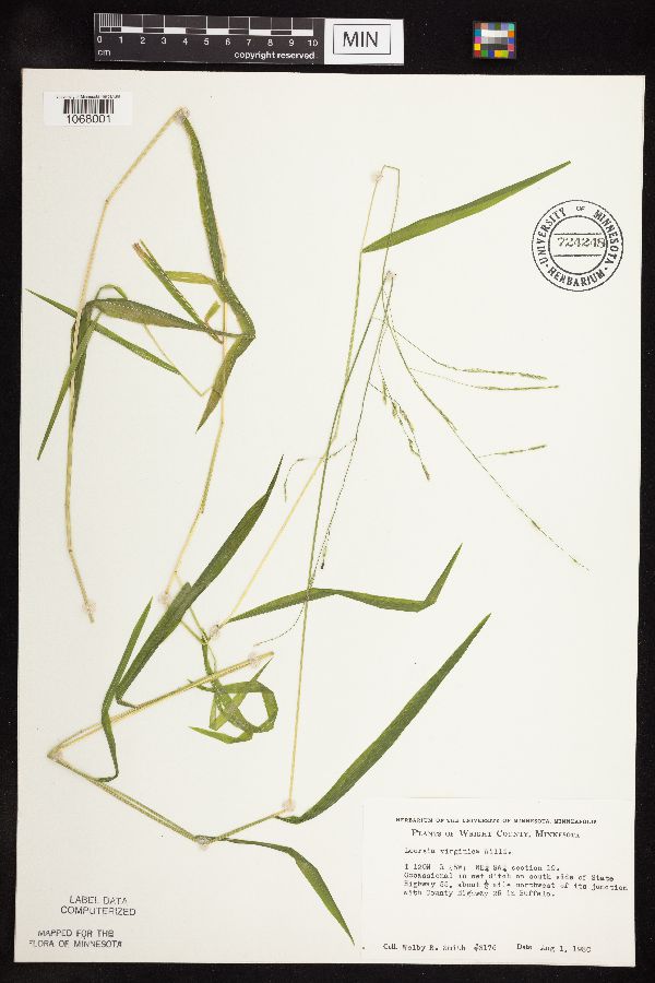 Leersia virginica image