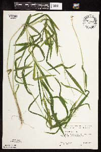 Leersia virginica image