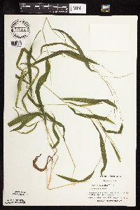 Leersia virginica image