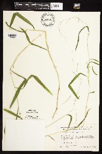 Leersia virginica image