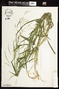 Leersia virginica image