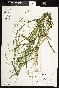 Leersia virginica image