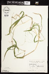 Leersia virginica image