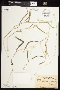 Leersia virginica image