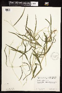 Leersia virginica image