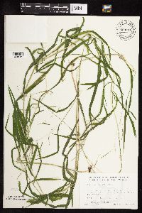 Leersia virginica image