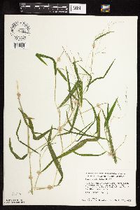 Leersia virginica image
