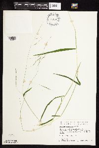 Leersia virginica image