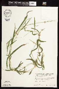 Leersia virginica image