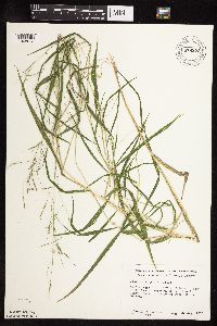 Leersia virginica image