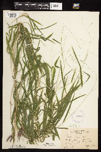 Leersia virginica image