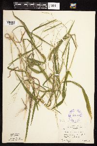 Leersia virginica image