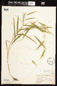 Leersia virginica image