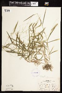 Leersia virginica image