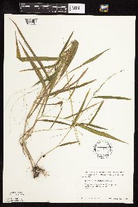 Leersia virginica image