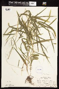 Leersia virginica image