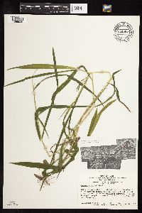Leersia virginica image