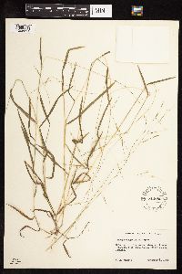 Leersia virginica image