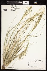 Leptochloa fusca subsp. fascicularis image