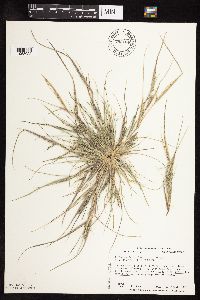 Leptochloa fusca subsp. fascicularis image
