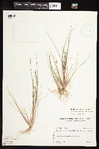 Leptochloa fusca subsp. fascicularis image