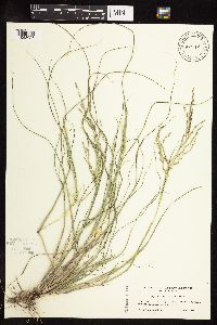 Leptochloa fusca subsp. fascicularis image