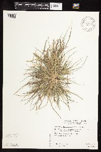 Leptochloa fusca subsp. fascicularis image