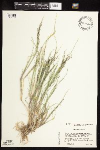 Leptochloa fusca subsp. fascicularis image