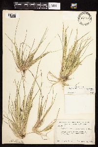 Leptochloa fusca subsp. fascicularis image